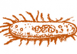 A photograph of a bacteria enlarged 50,000 times attains a length of 5 cm as shown in the diagram. What is the actual length of the bacteria? If the photograph is enlarged 20,000 times only, what would be its enlarged length?