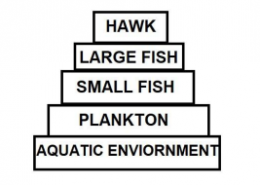 DDT was sprayed in a lake to regulate breeding of mosquitoes. How would it affect the trophic levels in the following food chain associated with a lake? Justify your answer.