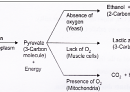 Explain the processes of aerobic respiration in mitochondria of a cell and anaerobic respiration in yeast and muscle with the help of word equations.