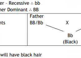The gene for red hair is recessive to the gene for black hair. What will be the hair colour of a child if he inherits a gene for red colour from his mother and a gene for black hair from his father? Express with the help of flow chart.