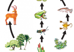 Create a terrestrial food chain depicting four trophic levels. Why do we not find food chains of more than four trophic levels in nature?