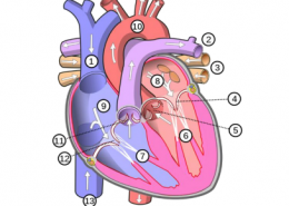 Which chamber of the heart (6, 7, 8 or 9) pumps blood to the lungs for oxygenation, name it? Identify and name the blood vessels that carry blood to the lungs. b) Identify the structure at number 12 and state its function. c) Why do chambers 6 and 7 have thicker muscular walls than chambers 8 and 9? Name each of these chambers.