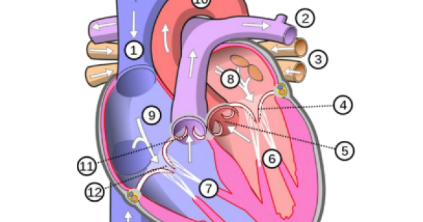 Heart Diagram With Labels And Numbers