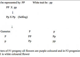 In a pea plant, the trait of flowers bearing purple colour (PP) is dominant over white colour (pp). Explain the inheritance pattern of F1 and F2 generations with the help of a cross following the rules of inheritance of traits. State the visible characters of F1and F2 progenies.