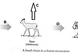In the given following food chain, vertical arrow indicate the energy lsot to the environment and horizontal arrows shows energy transferred to the next level of trophic. Now say, Which one of the three (3) vertical arrows (A, C and E) and which one of the two (2) horizontal arrows (B and D) will display more energy transfer? Give reason for your answer.