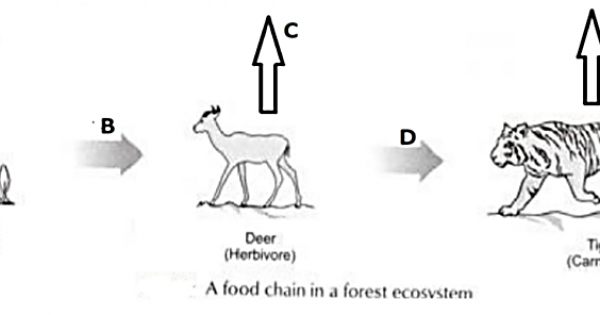 In the given following food chain, vertical arrow indicate the energy ...