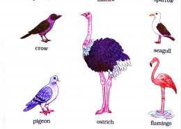 Choose any two of the above and find out a few interesting facts about them.