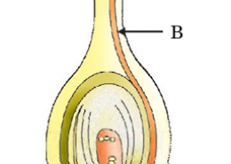 (i) Differentiate between self-pollination and cross-pollination. (ii) Identify A, B and C in the diagram given below and write one function of each.