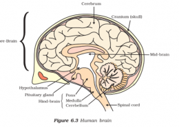 A person has suffered paralysis of the right side of the body. Which part of the brain is likely damaged? Draw a labelled diagram of the human brain and explain.