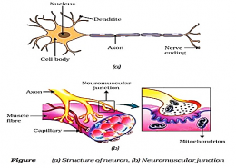Draw and explain how the nerve cells help in transmission of impulses?