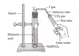 Rakvi performed an activity by taking ethanoic acid and sodium hydrogen carbonate as shown in the diagram given below. The diagram shows an experimental setup where ethanol is oxidised to ethanoic acid using an oxidizing agent, producing CO2 gas sodium bicarbonate (NaHCO3) may be used to test the acidic nature of the product. Answer the following questions based on the given information: (i) What is the observable change when CO2 gas reacts with lime water in the in this experiment? (ii) Rakvi observed that a salt X is formed with the evolution of gas Y. Identify the salt X and evolved gas Y. (iii) Write the chemical equation of the reaction involved.